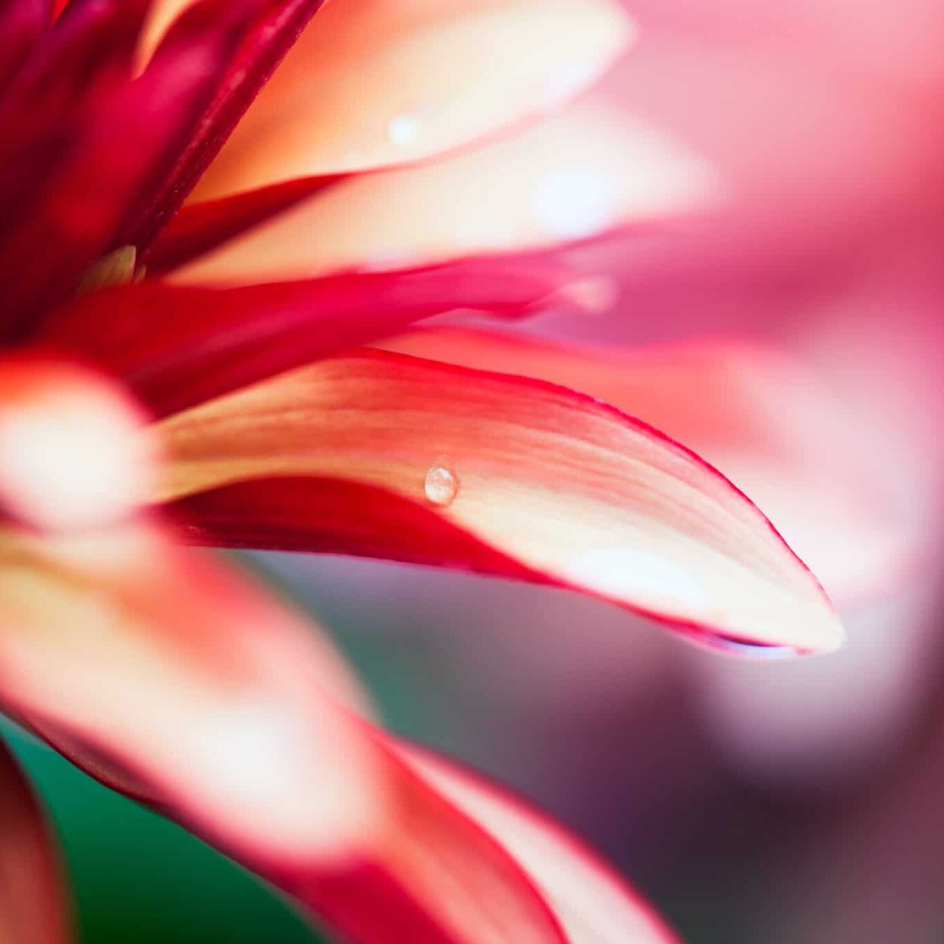 Macro shot of a pink flower - abstract details