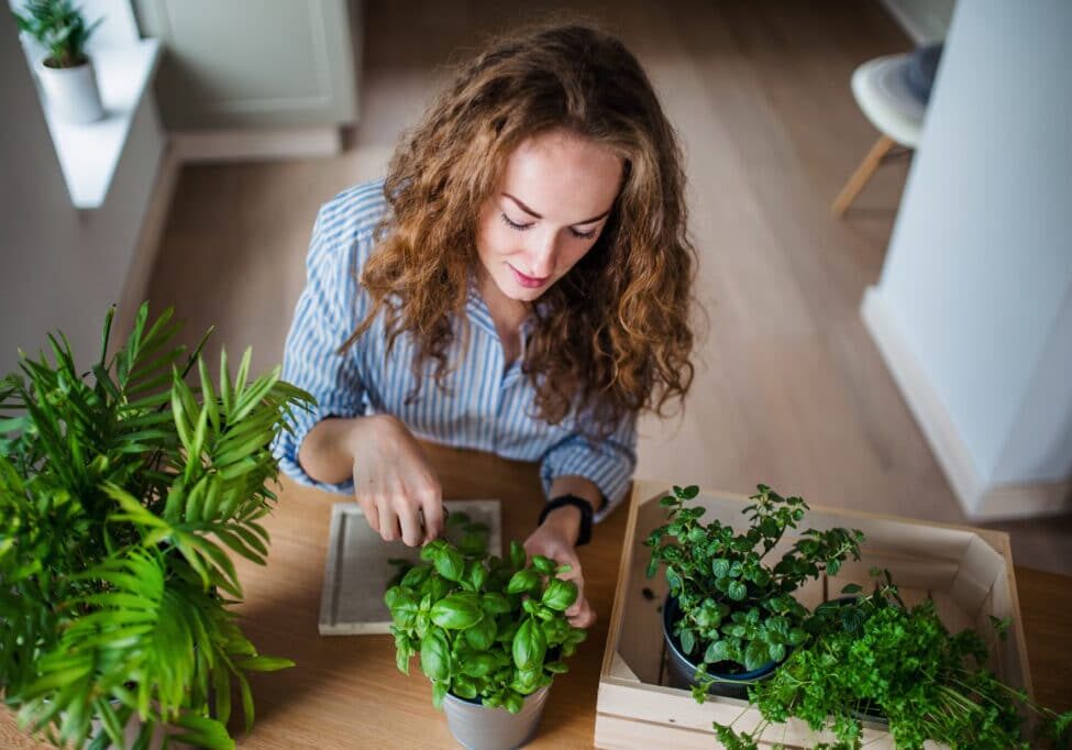 Top view of young woman standing indoors at home, cutting herbs.